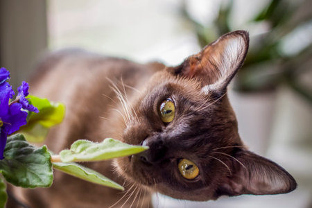 Burmese cat close-up at home. Portrait of a young beautiful brown cat. Animals at home.の写真素材