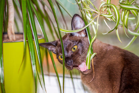 Burmese cat close-up at home. Portrait of a young beautiful brown cat. Animals at home.の写真素材