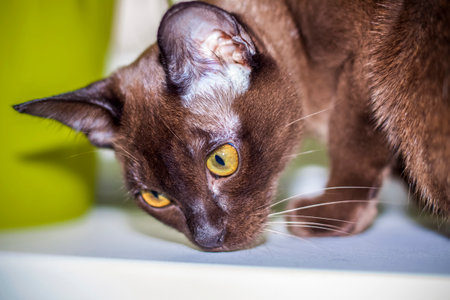 Burmese cat close-up at home. Portrait of a young beautiful brown cat. Animals at home.の写真素材