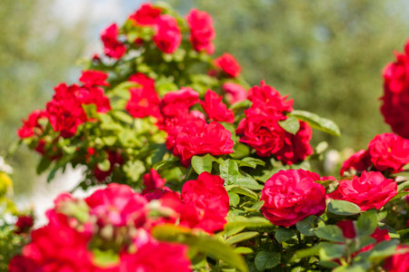 Beautiful and roses grow in a flower bed bright in the park. Take a walk in the park on a summer day and look at the beautiful flowers. Selective focus, floral wallpaper. Summer, heat, parkの写真素材