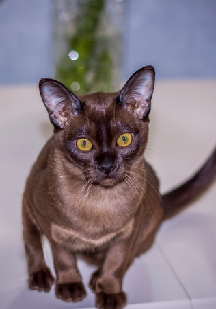 Burmese cat close-up at home. Portrait of a young beautiful brown cat. Animals at home.の写真素材