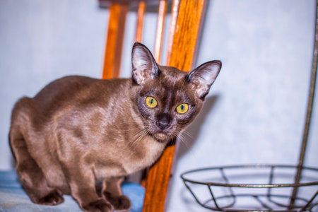 Burmese cat close-up at home. Portrait of a young beautiful brown cat. Animals at home.の写真素材