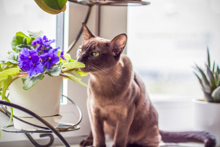 Burmese cat close-up at home. Portrait of a young beautiful brown cat. Animals at home.の写真素材