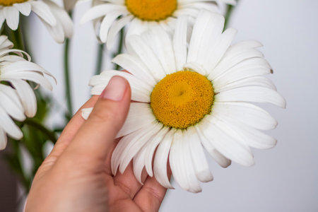 A bouquet of large daisies in a vase on a white background. Medium plan, selective snapshot. selective focus. A postcard for the celebration of the day of family, love and fidelity.の写真素材