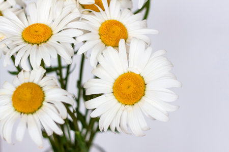 A bouquet of large daisies in a vase on a white background. Medium plan, selective snapshot. selective focus. A postcard for the celebration of the day of family, love and fidelity.の写真素材