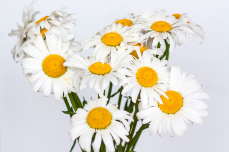 A bouquet of large daisies in a vase on a white background. Medium plan, selective snapshot. selective focus. A postcard for the celebration of the day of family, love and fidelity.の写真素材