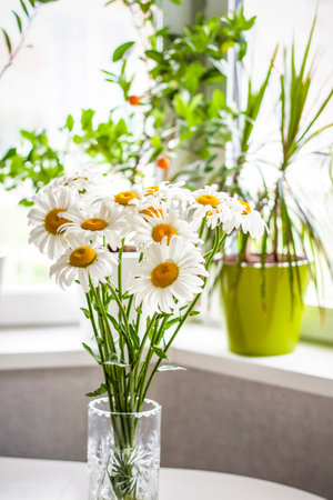 A bouquet of large daisies in a vase on a white background. Medium plan, selective snapshot. selective focus. A postcard for the celebration of the day of family, love and fidelity.の写真素材