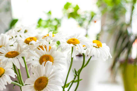 A bouquet of large daisies in a vase on a white background. Medium plan, selective snapshot. selective focus. A postcard for the celebration of the day of family, love and fidelity.の写真素材