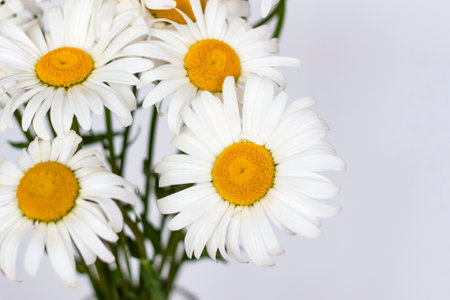 A bouquet of large daisies in a vase on a white background. Medium plan, selective snapshot. selective focus. A postcard for the celebration of the day of family, love and fidelity.の写真素材
