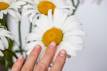 A woman's hand touches a daisy. Medium plan, selective snapshot. selective focus. The beauty industry. Summerの写真素材