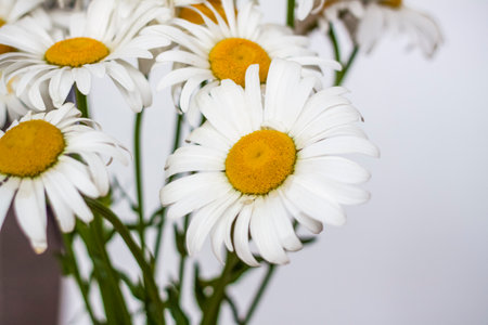 A bouquet of large daisies in a vase on a white background. Medium plan, selective snapshot. selective focus. A postcard for the celebration of the day of family, love and fidelity.の写真素材
