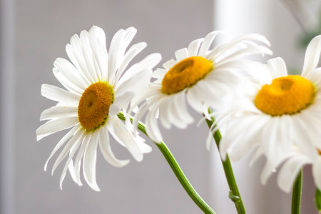 A bouquet of large daisies in a vase on a white background. Medium plan, selective snapshot. selective focus. A postcard for the celebration of the day of family, love and fidelity.の写真素材