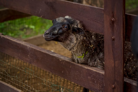 Animals in an aviary in a small city zoo. Animals are fed from the hands of visitors, and children can pet them. Horse, sheep, sheep, animalsの写真素材