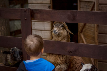 Animals in an aviary in a small city zoo. Animals are fed from the hands of visitors, and children can pet them. Horse, sheep, sheep, animalsの写真素材