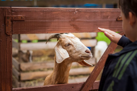 Animals in an aviary in a small city zoo. Animals are fed from the hands of visitors, and children can pet them. Horse, sheep, sheep, animalsの写真素材