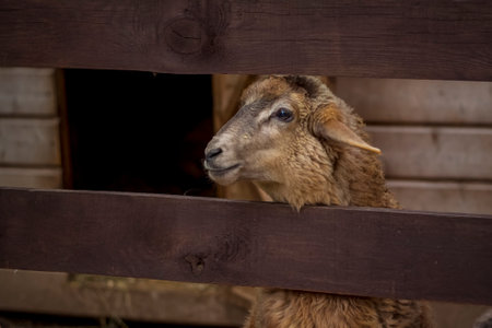 Animals in an aviary in a small city zoo. Animals are fed from the hands of visitors, and children can pet them. Horse, sheep, sheep, animalsの写真素材