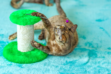A domestic cat of Burmese breed, playful and active, in a city apartment building. Love toys and bows. The eyes of a happy pet playing and wanting to attack. Portrait of an animal. A happy pet.の写真素材