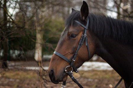 A horse of a standard breed of dark brown color, four-legged animals used for harness racing, a breed of horses for trotting, a close-up portrait. greenery in the background.の写真素材