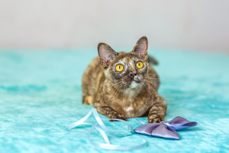 A domestic cat of Burmese breed, playful and active, in a city apartment building. Love toys and bows. The eyes of a happy pet playing and wanting to attack. Portrait of an animal. A happy pet.の写真素材