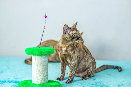 A domestic cat of Burmese breed, playful and active, in a city apartment building. Love toys and bows. The eyes of a happy pet playing and wanting to attack. Portrait of an animal. A happy pet.の写真素材