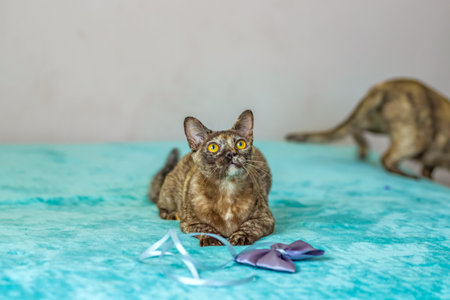 A domestic cat of Burmese breed, playful and active, in a city apartment building. Love toys and bows. The eyes of a happy pet playing and wanting to attack. Portrait of an animal. A happy pet.の写真素材