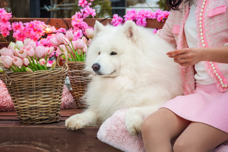 Samoyed dog, white husky, funny fluffy Samoyed dog lies among the spring flowers. Social animal, human friendの写真素材