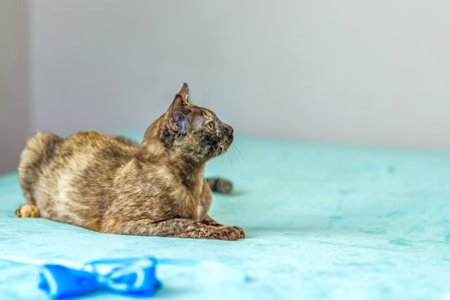 A domestic cat of Burmese breed, playful and active, in a city apartment building. Love toys and bows. The eyes of a happy pet playing and wanting to attack. Portrait of an animal. A happy pet.の写真素材