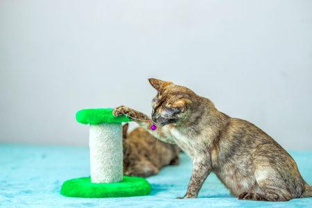 A domestic cat of Burmese breed, playful and active, in a city apartment building. Love toys and...