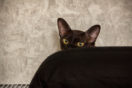 Burmese cat close-up at home. Hiding and peeking out from behind the shelter. Portrait of a young beautiful brown cat. Animals at home.の写真素材