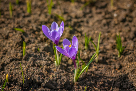 Primroses and crocuses in spring in a clearing in the forest. Spring is reborn in the forest. leaves Dry give way to the first flowers - crocuses.の写真素材
