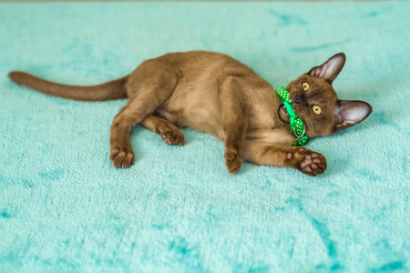 Young domestic kittens of Burmese breed, brown, in a city apartment building. natural habitat. A happy pet.の写真素材