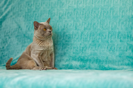 A domestic male Burmese cat, gray with yellow eyes, in a city apartment building. natural habitat. A happy pet.の写真素材