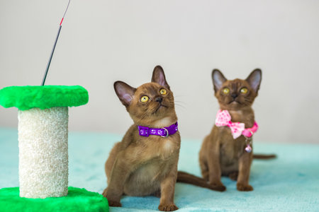 Young domestic kittens of Burmese breed, brown, play with a toy on a stand in a city apartment building. natural habitat. A happy pet.の写真素材