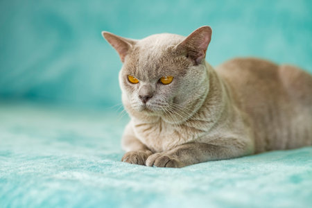 A domestic male Burmese cat, gray with yellow eyes, in a city apartment building. natural habitat. A happy pet.の写真素材