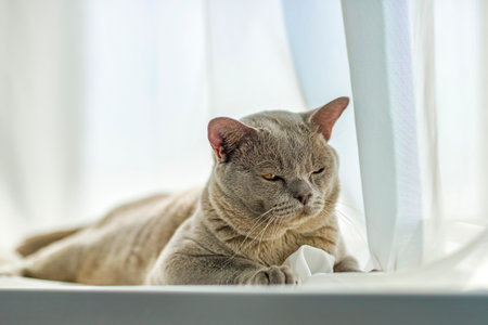 A domestic male Burmese cat, gray with yellow eyes, in a city apartment building. It effectively lies on the windowsill. natural habitat. A happy pet.の写真素材