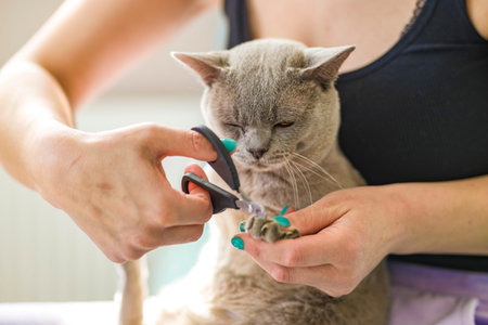 A domestic male Burmese cat, gray with yellow eyes, in the arms of the owner. He doesn't like having his claws trimmed. cat care. natural habitat. A happy pet.の写真素材