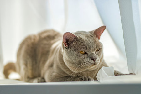 A domestic male Burmese cat, gray with yellow eyes, in a city apartment building. It effectively lies on the windowsill. natural habitat. A happy pet.の写真素材