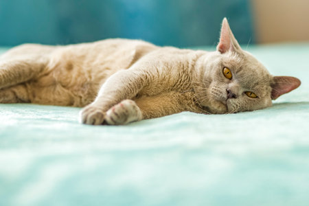 A domestic male Burmese cat, gray with yellow eyes, in a city apartment building. natural habitat. A happy pet.の写真素材