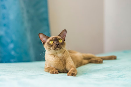 A domestic cat of Burmese breed, brown with yellow eyes, in a city apartment building. Likes to lie on the couch. portrait of an animal. natural habitat. A happy pet.の写真素材
