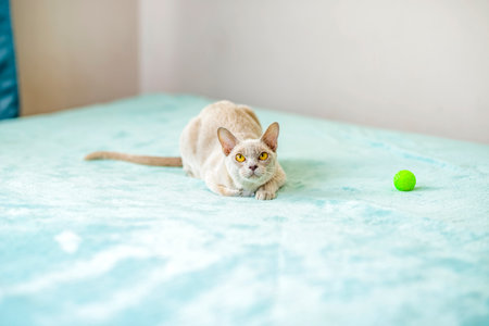 A domestic cat of the Burmese breed, the color of champagne with yellow eyes, in a city apartment building. Likes to lie on the couch. Portrait of an animal. natural habitat. A happy pet.の写真素材