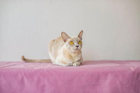 A domestic cat of the Burmese breed, the color of champagne with yellow eyes, in a city apartment building. Likes to lie on the couch. Portrait of an animal. natural habitat. A happy pet.の写真素材