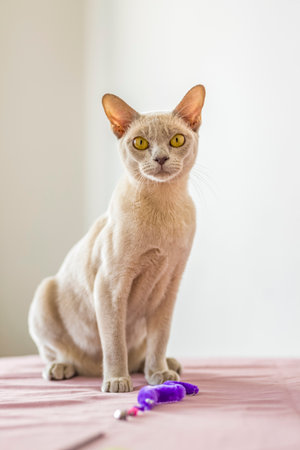 A domestic cat of Burmese breed, playful and active, in a city apartment building. Love toys and bows. The eyes of a happy pet playing and wanting to attack. Portrait of an animal. A happy pet.の写真素材
