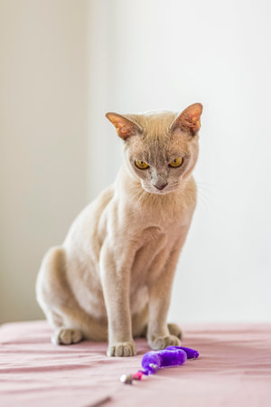 A domestic cat of Burmese breed, playful and active, in a city apartment building. Love toys and bows. The eyes of a happy pet playing and wanting to attack. Portrait of an animal. A happy pet.の写真素材