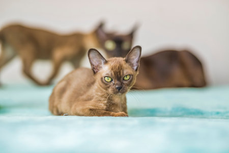 Young domestic kittens of Burmese breed, brown, in a city apartment building. natural habitat. A happy pet.の写真素材