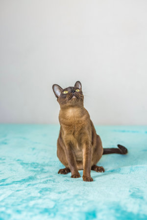 A domestic cat of Burmese breed, playful and active, in a city apartment building. Love toys and bows. The eyes of a happy pet playing and wanting to attack. Portrait of an animal. A happy pet.の写真素材
