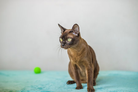 A domestic cat of Burmese breed, playful and active, in a city apartment building. Love toys and bows. The eyes of a happy pet playing and wanting to attack. Portrait of an animal. A happy pet.の写真素材