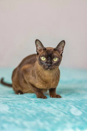 A domestic cat of Burmese breed, playful and active, in a city apartment building. Love toys and bows. The eyes of a happy pet playing and wanting to attack. Portrait of an animal. A happy pet.の写真素材