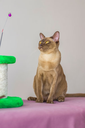 A domestic cat of Burmese breed, playful and active, in a city apartment building. Love toys and bows. The eyes of a happy pet playing and wanting to attack. Portrait of an animal. A happy pet.の写真素材
