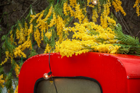 Wicker basket with beautiful flowers. Tulips, mimosas. A bright red truck brought a lot of flowers. floral background.の写真素材