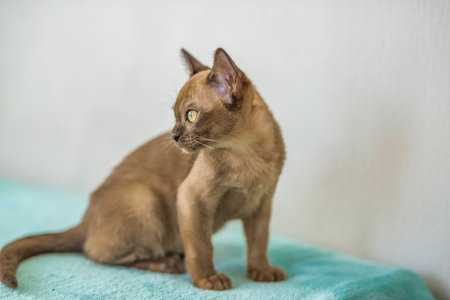 A domestic cat of Burmese breed, playful and active, in a city apartment building. Love toys and bows. The eyes of a happy pet playing and wanting to attack. Portrait of an animal. A happy pet.の写真素材